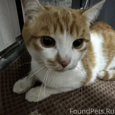 Найден кот, Дзержинского 40