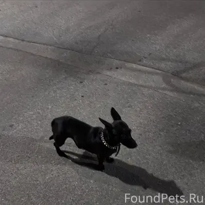 Пропала собака Пуля и Анфиса, есть ошейник с номером