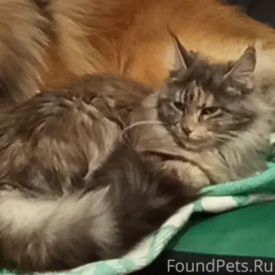 Пропала трёхцветная кошка, ул. Шмидта 19