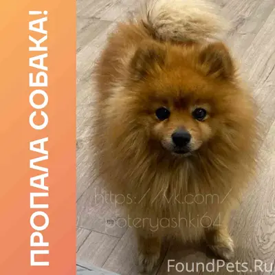 Пропал Крош, Саратов, Семхоз