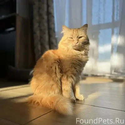 Пропал рыжий кот Кузя, п. Нивенское