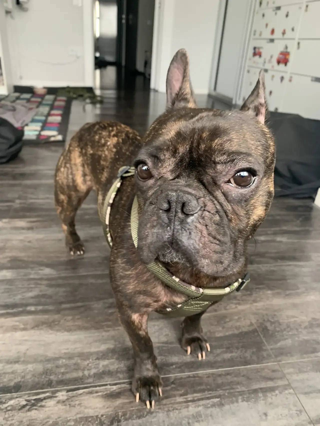 Пропал французский бульдог, Калининский район