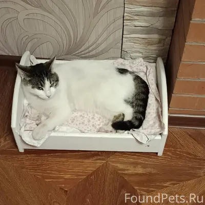 Пропал кот Мартин