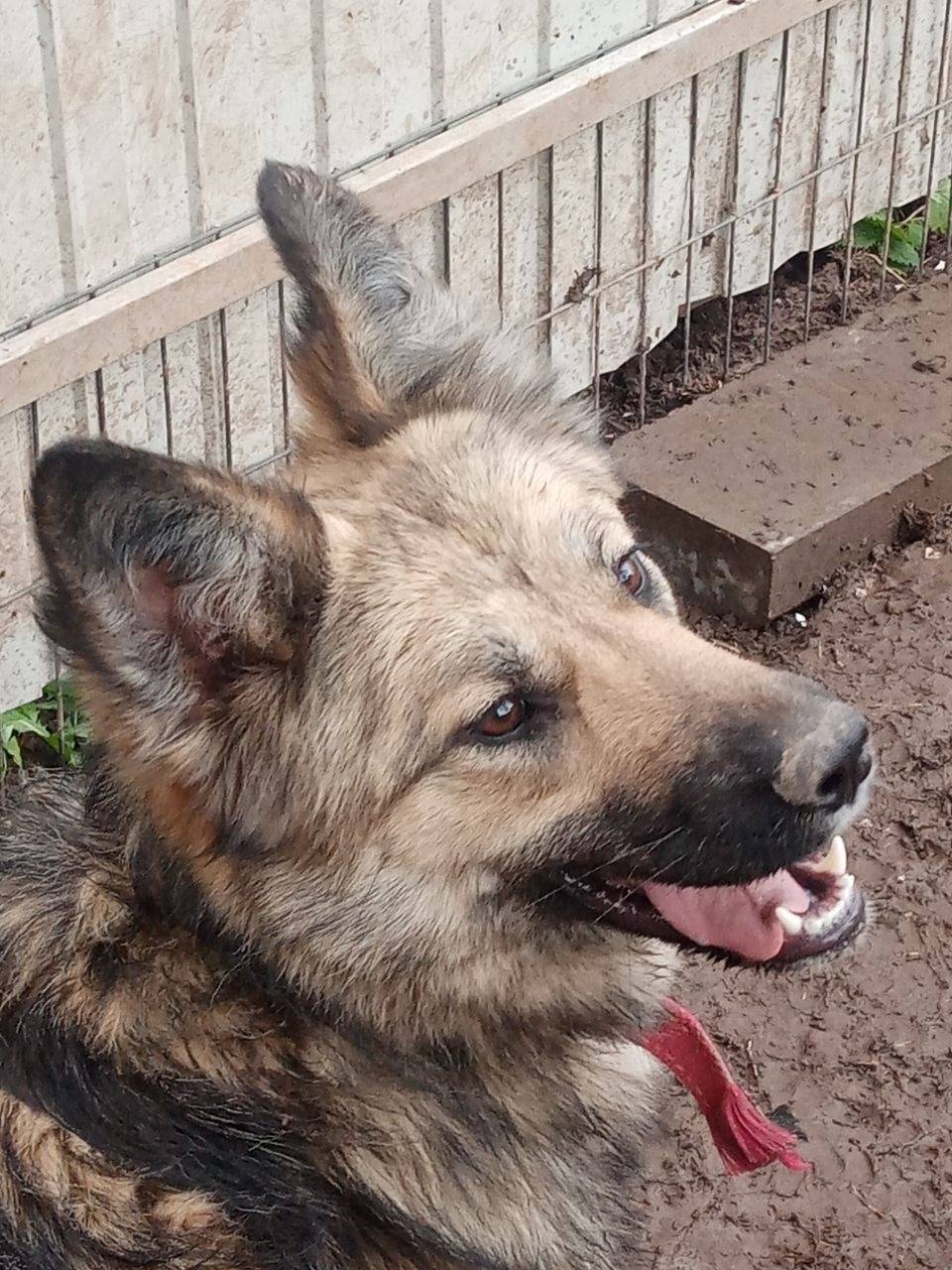 Пропала собака Грета, Нижегородская область