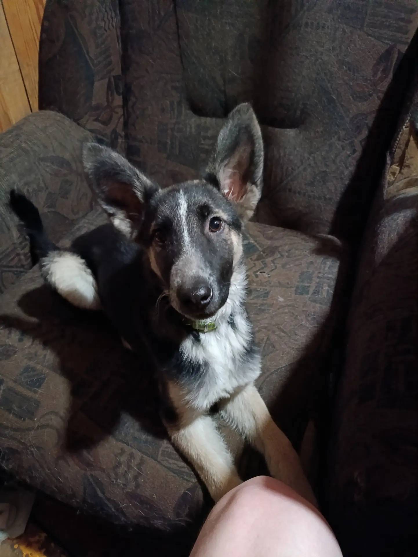 Пропала собака Орли, Храмцовская улица, Иркутск