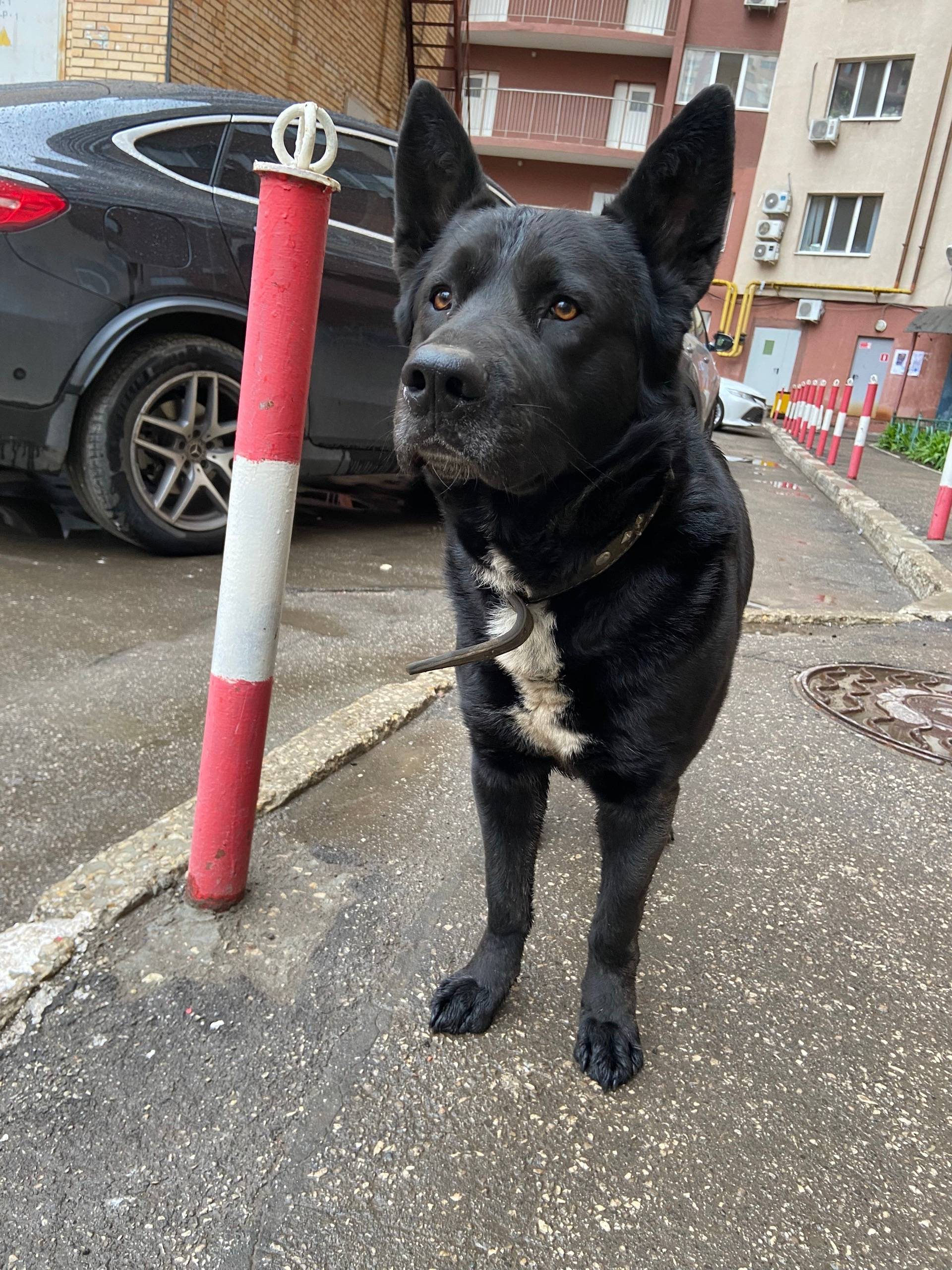 Найден пес с ошейником, Октябрьский район