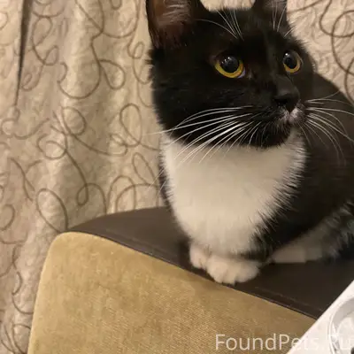 Пропала кошка Жужа, Качканар