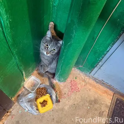 Найден кот, Северный, ул. Звёздная