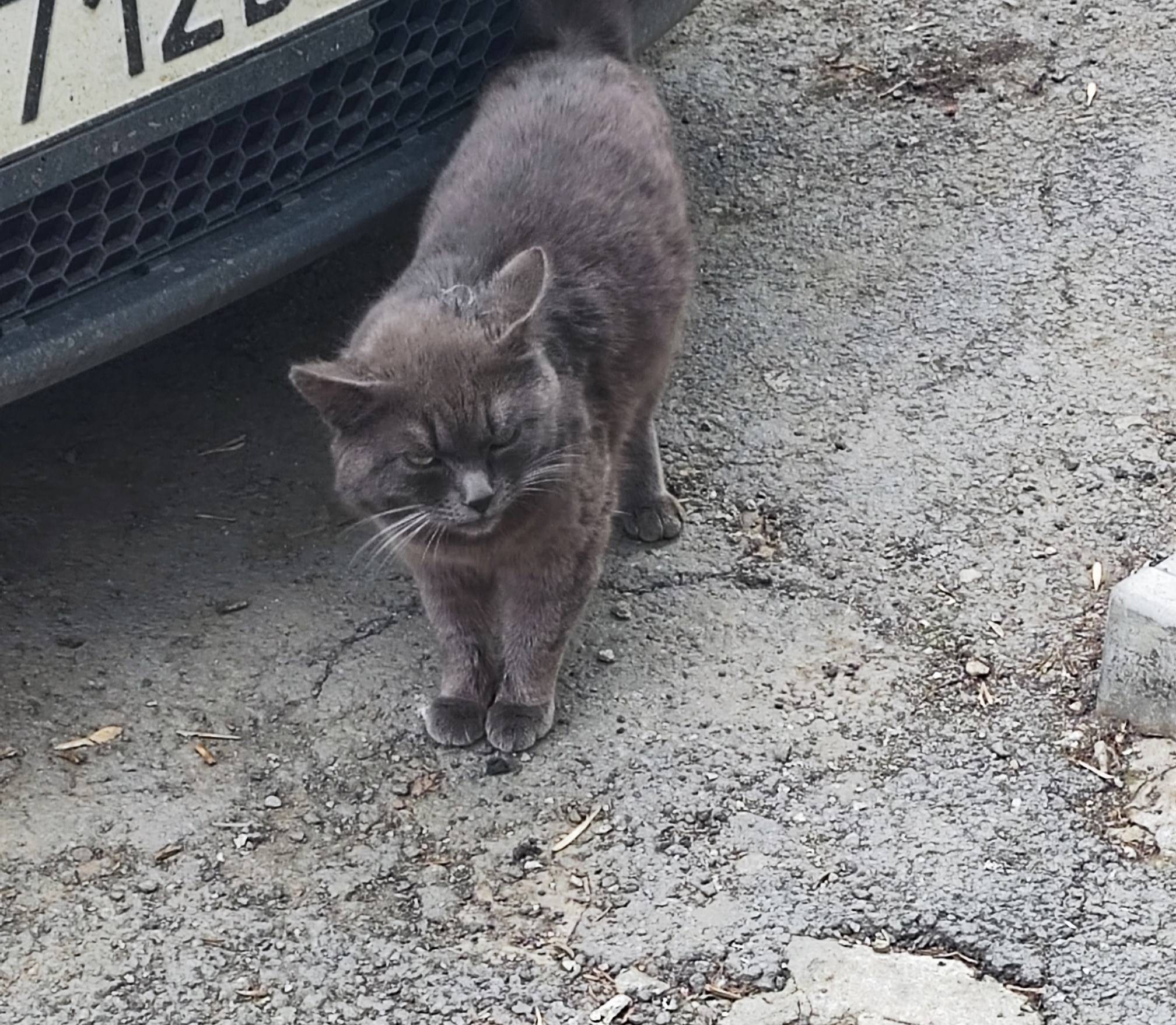 Найден кот, улица Новороссийская