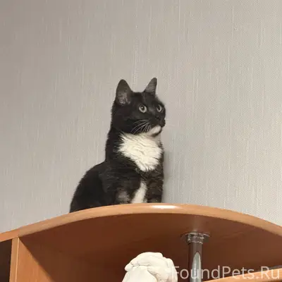 Пропала кошка, Югорск