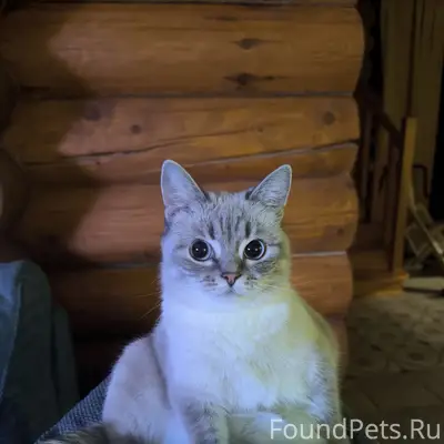 Пропала кошка Дуся, с. Золоторучье