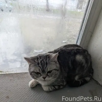 Найден кот, район вагонка