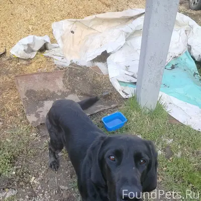 Найден лабрадор, Богоявление