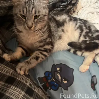 Найдена кошка, Ялта, Суворовская д. 13