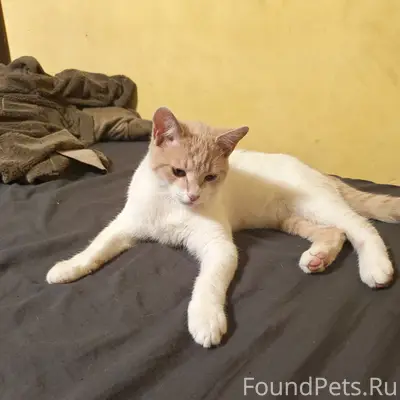 Пропал кот на Черепахина Ростов 