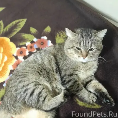 Пропал кот Барсик, Работки