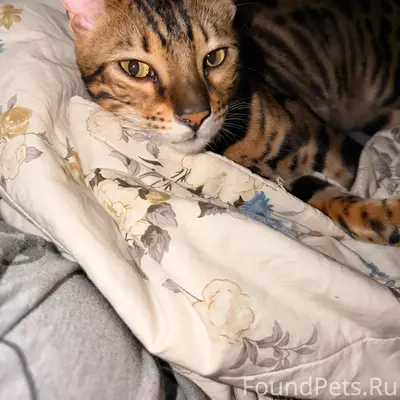 Пропал бенгальский кот, Росляковка