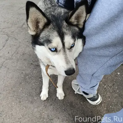Пропала собака, Грабово