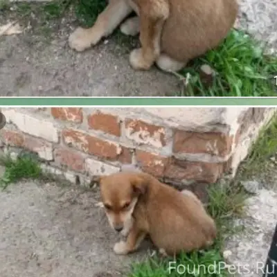 Найден щенок девочка, 2,5 месяца