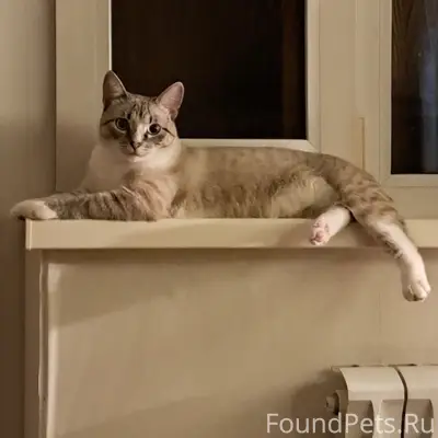 Без хвоста, голубые глаза, потерялся котик