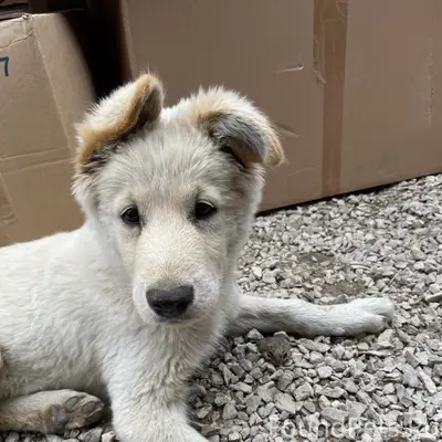 Пропал пес Мани, Горбатовка (Дзержинский район)