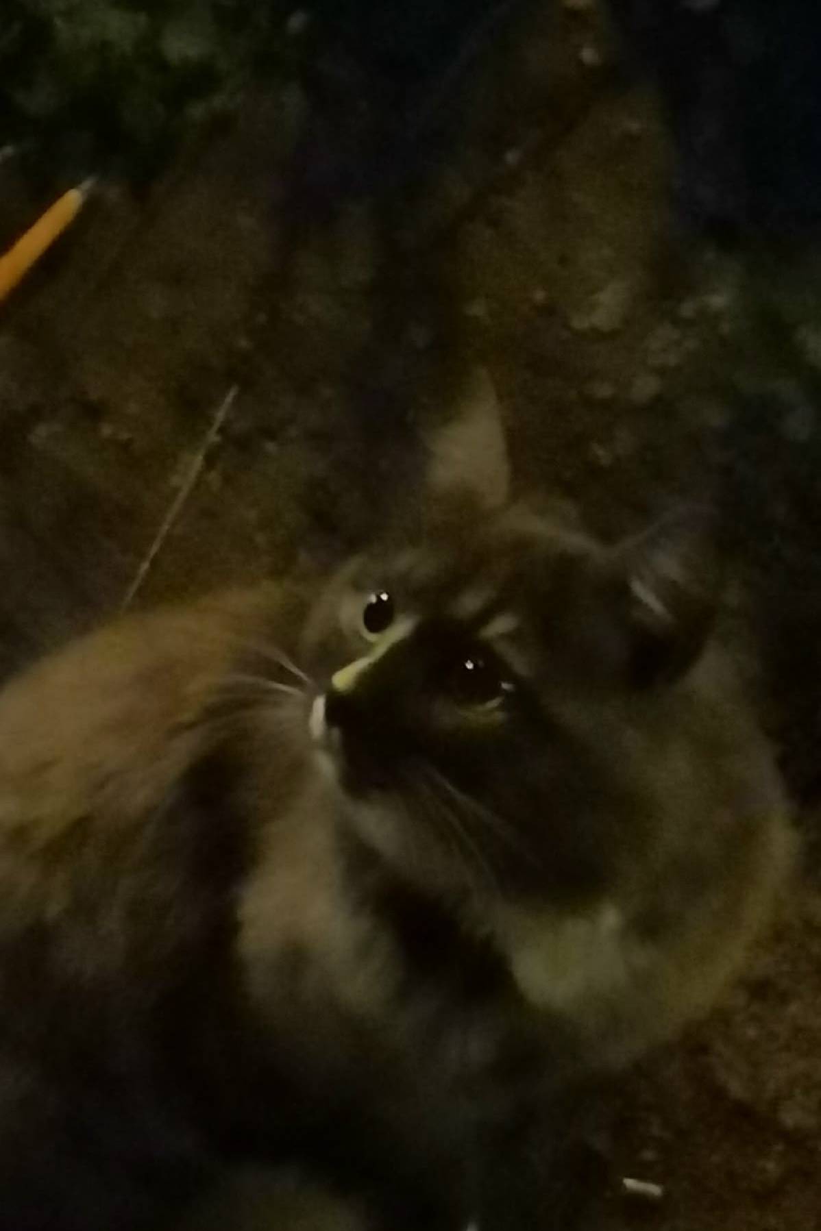 Найден кот, Ногинск