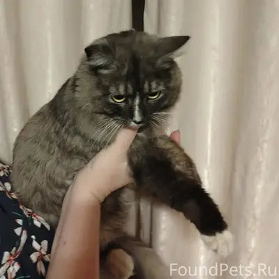 Найден кот, Ногинск