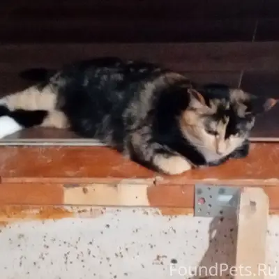 Пропала кошка,