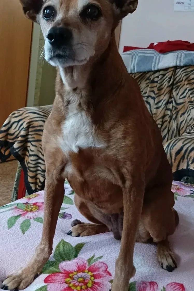 Пропала собака Гера, Симферополь, переулок Сивашский