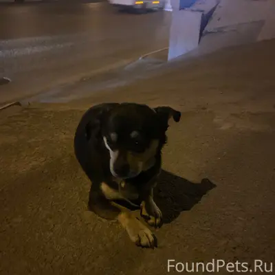 Найдена собака, Октябрьский район