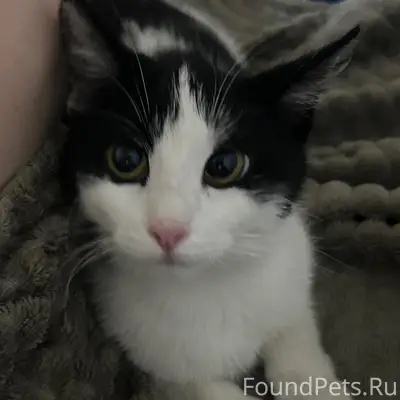 Пропала кошка Молли, район Минской улицы