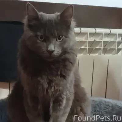 Пропал кот.