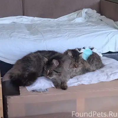 Пропала кошка Ева, ул. Кубинская