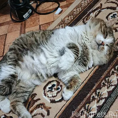 Пропал кот, район 4 школы