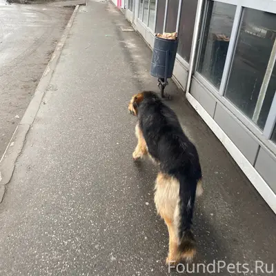 Пропала собака, возможно в районе фитнес-клуба