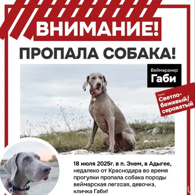 Пропала веймарская легавая Габи, п. Энем