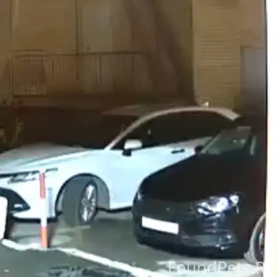 Найден чёрный пёс с ошейником, Ерошевского