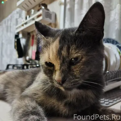 Пропала кошка Маруся, Парамоновка