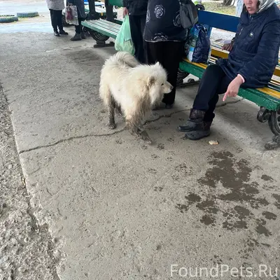 Найден самоед, ошейник, Автовокзал