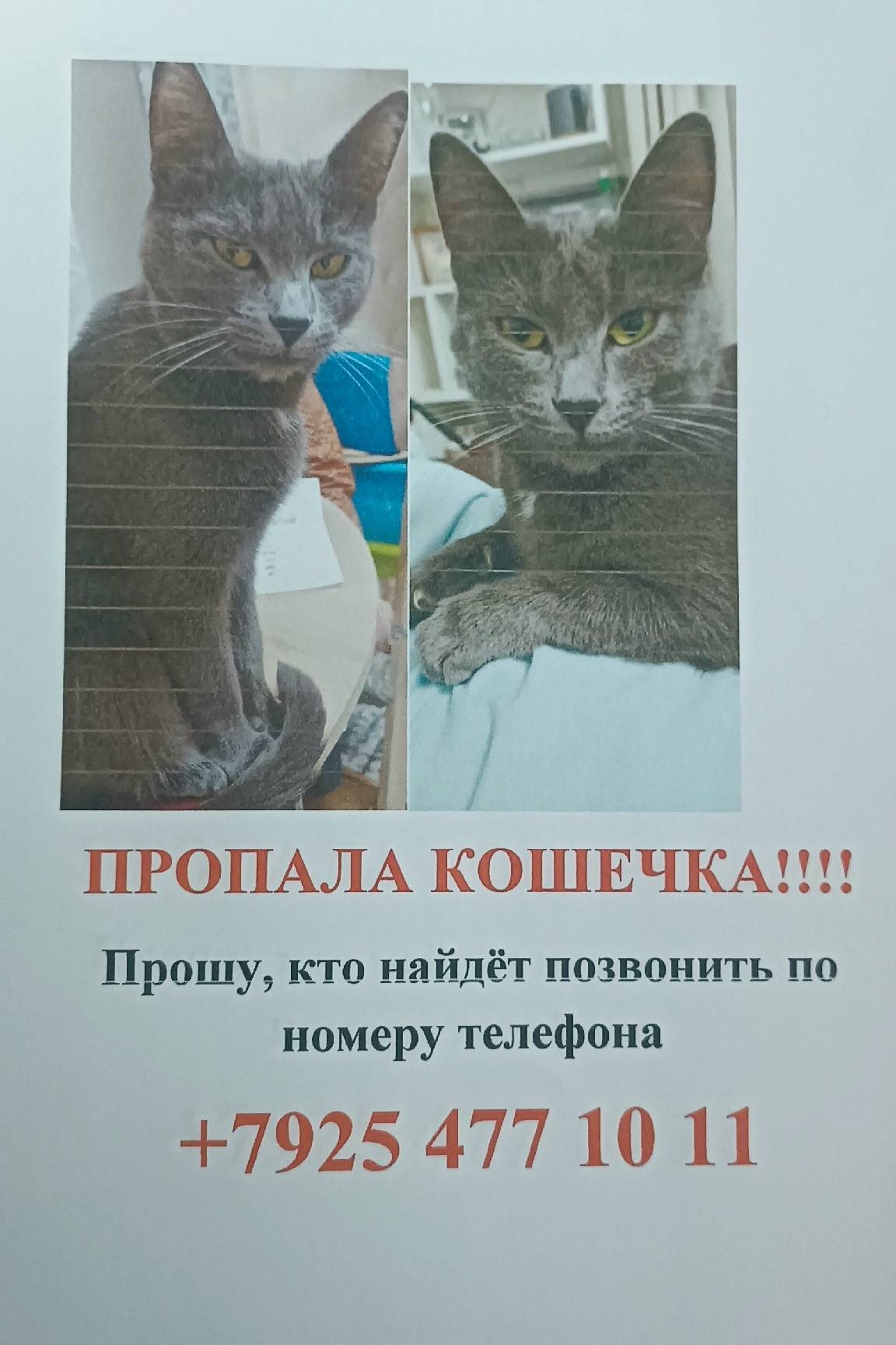 Пропала кошка, город Истра