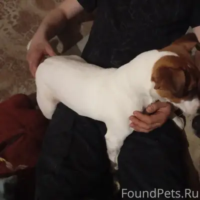 Найден щенок джек рассел, Тверь