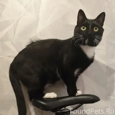 Пропал кот Гошан, район Нефтяники