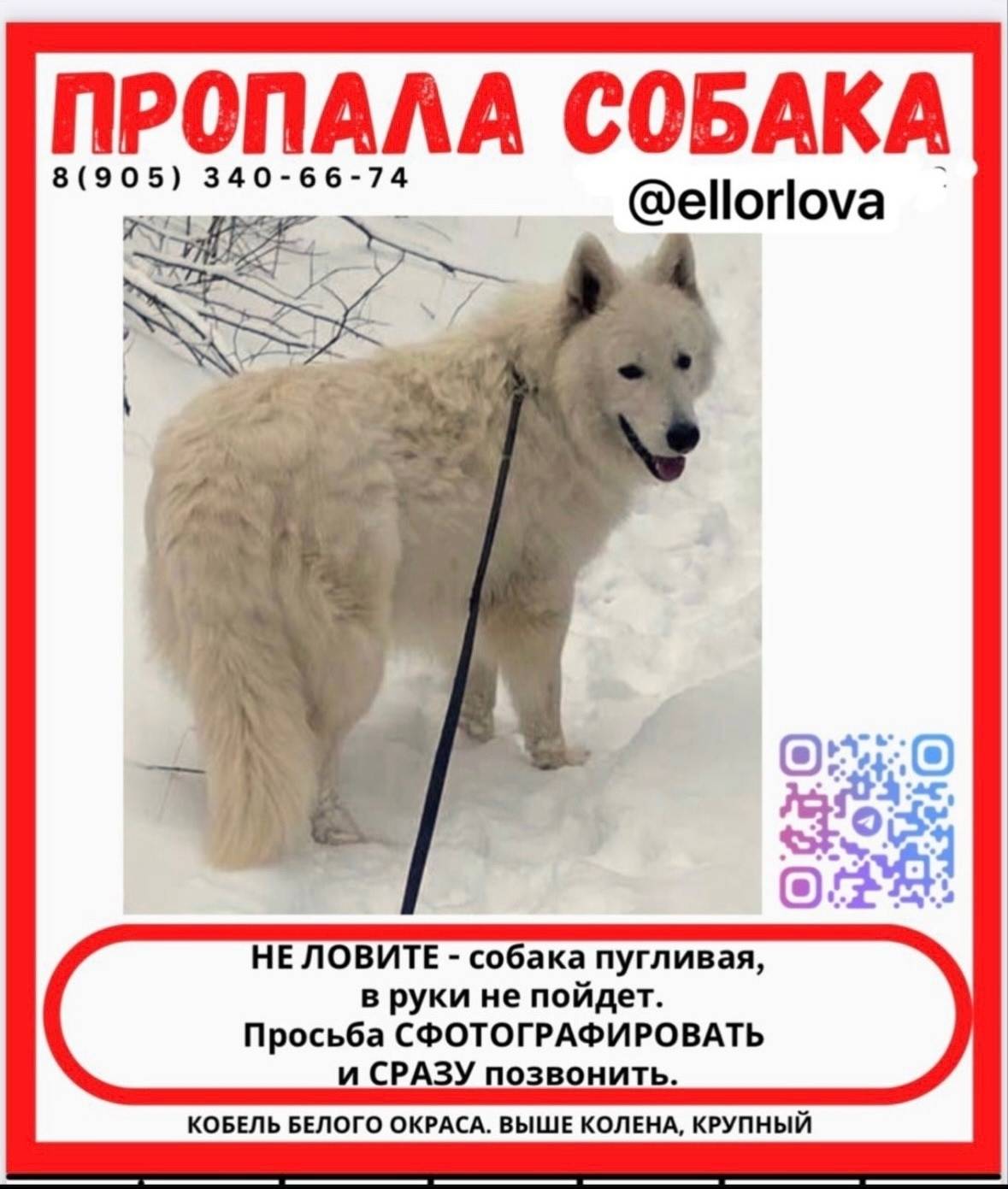 Пропал Белая Швейцарская Овчарка Барс, Чебоксары