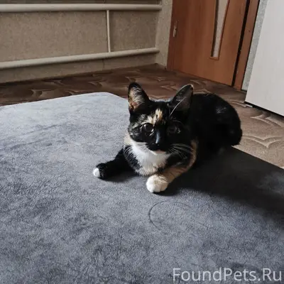 Пропала трёхцветная кошка, П. Сосны