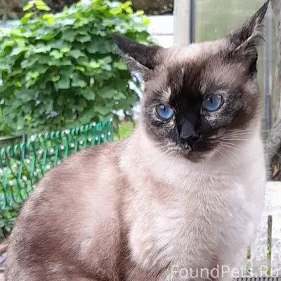 Пропала кошка, район энергоинститута