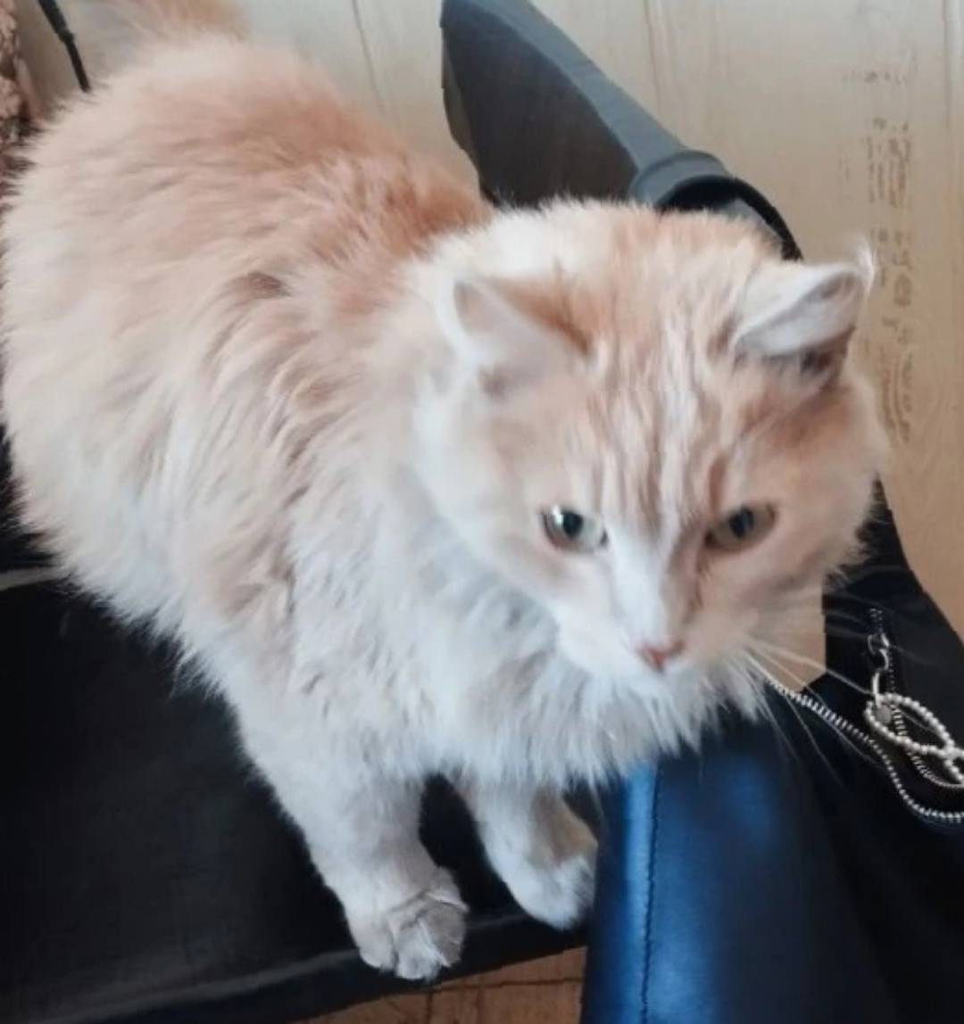 Найден кот, район стадиона