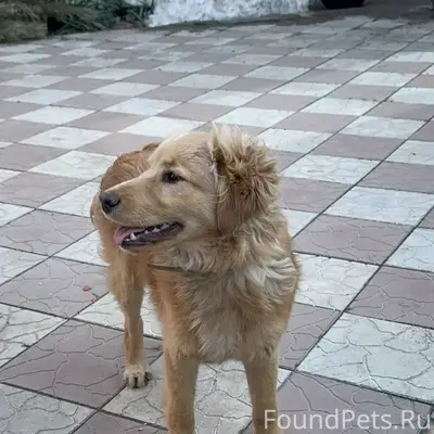 Пропала собака