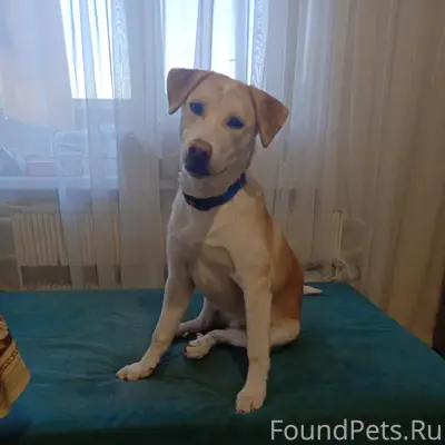 Найден щенок, связаться по телефону