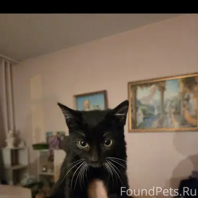 Найдена кошка, Петроградский район