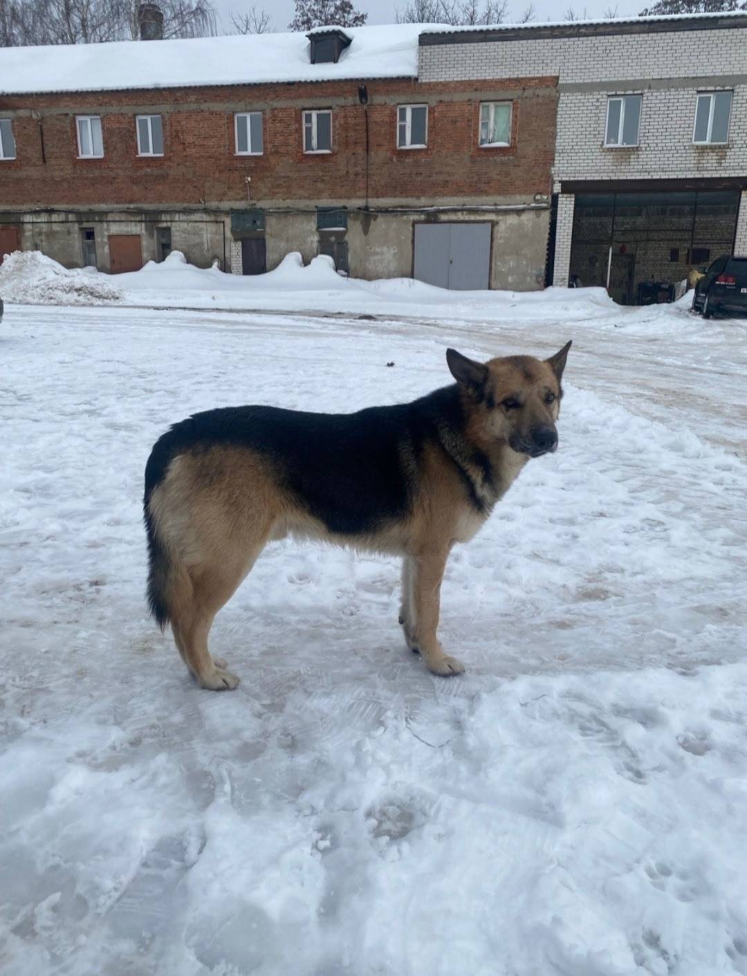 Пропал кобель овчарка Рекс, Никуличи